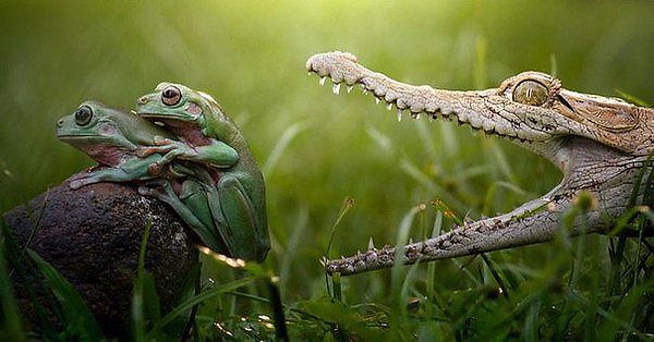 Крокодил открыл пасть, чтобы съесть спаривающихся лягушек